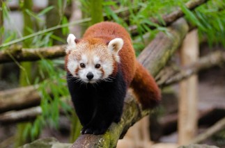 red-panda-1182069_960_720.jpg